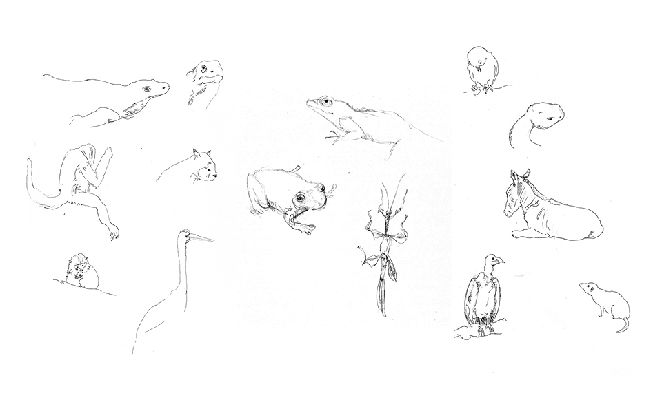 Animal Sketches 2 - San Diego