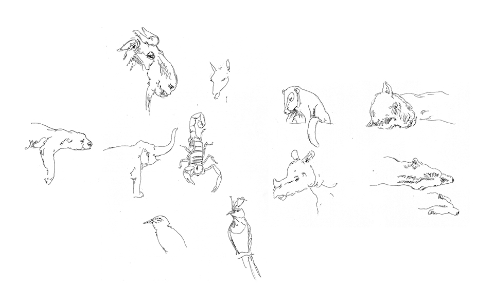 Animal Sketches 4 - San Diego